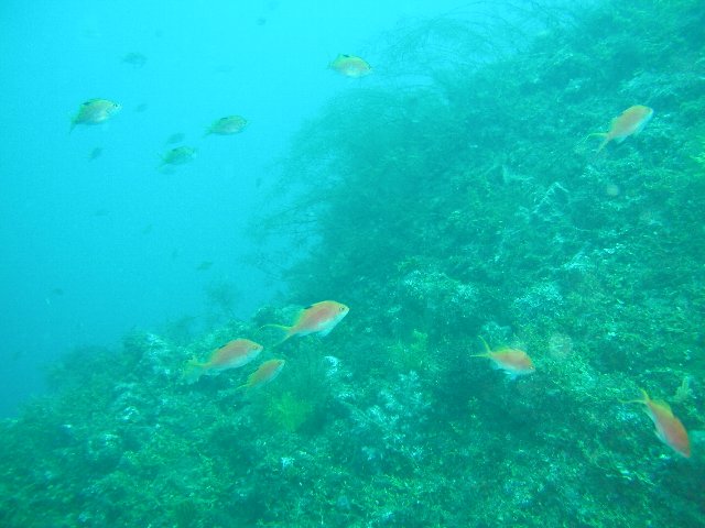 ���ɓ��E�c�q�E�T�N���_�C�̌Q��