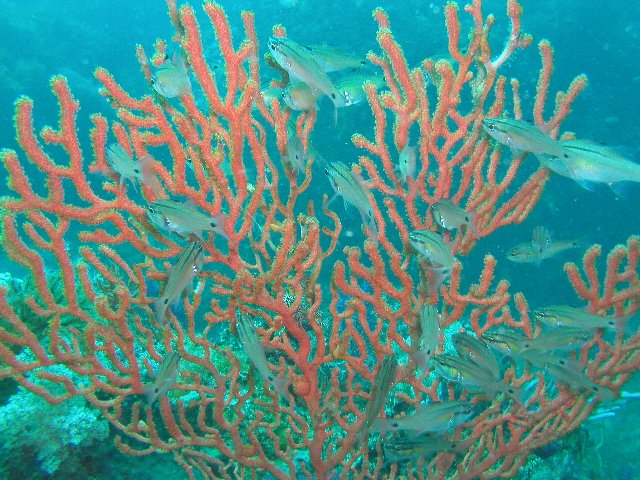 ���ɓ��E�c�q�E�C�\�o�i