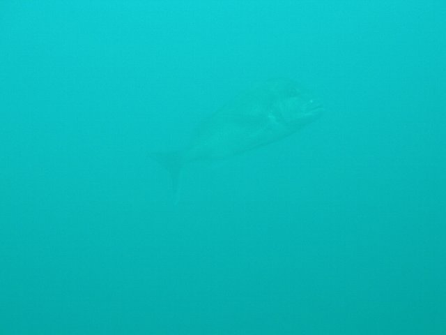 ���ɓ��E�c�q�E�}�_�C