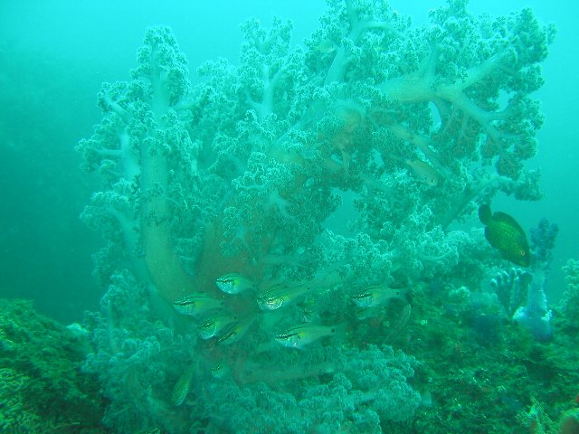 ���ɓ��E�c�q�E�E�~�g�T�J