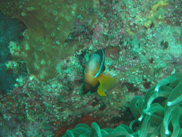 ���ɓ��E�c�q�E�N�}�m�~