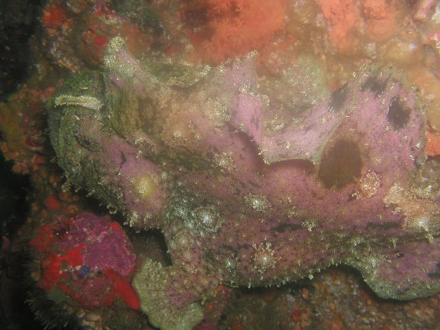 ���ɓ��E�c�q�E�\�E�V�J�G���A���R�E