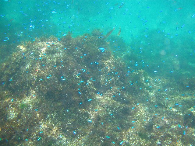 �x�˂̊C�E�\���X�Y���_�C