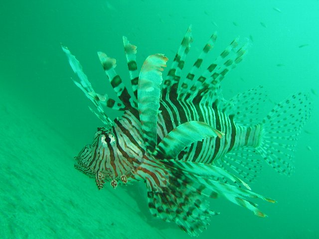 �x�˂̊C�E�~�m�J�T�S