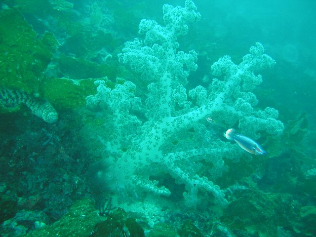 �x�˂̊C�E�E�~�g�T�J