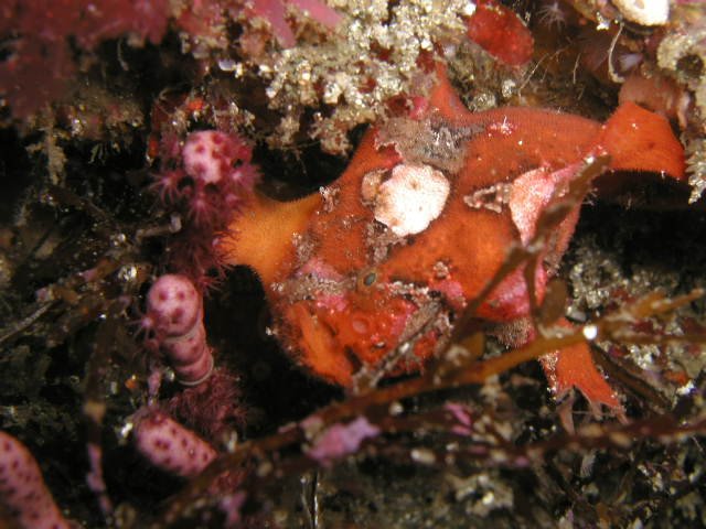 �x�˂̊C�E�x�j�J�G���A���R�E