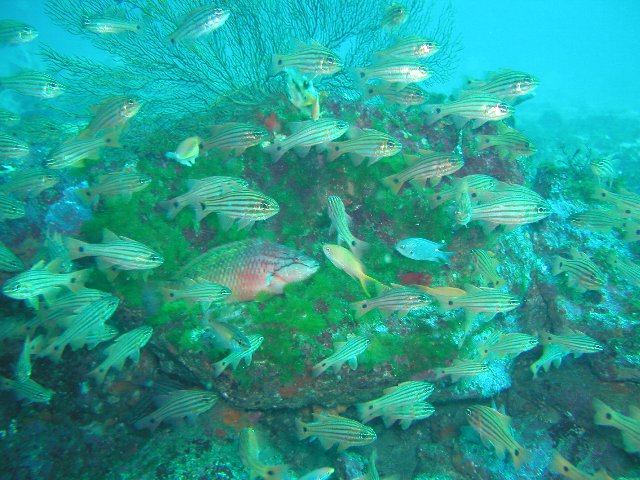 �x�˂̊C�E�I�I�X�W�C�V���`