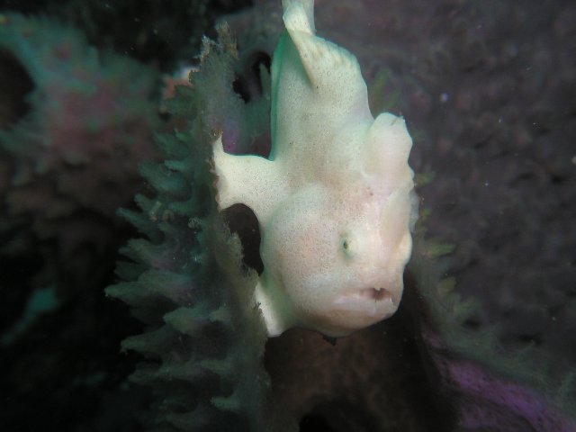 �x�˂̊C�E�I�I�����J�G���A���R�E