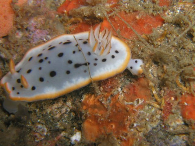 ���ɓ��E�����̊C�E�V���E�~�E�V