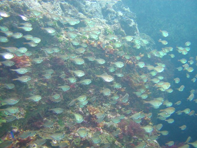 ���ɓ��E�����̊C�E�n�^���|�̌Q��