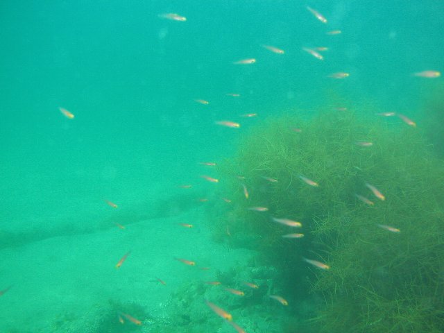 ���ɓ��E�����̊C�E�`���K���̌Q��