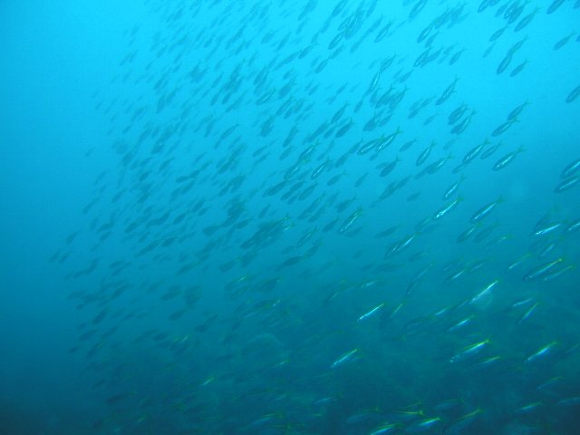 ���ɓ��E��c�̊C�E�^�J�x�̌Q��