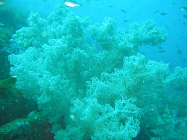 ���ɓ��E��c�̊C�E�E�~�g�T�J