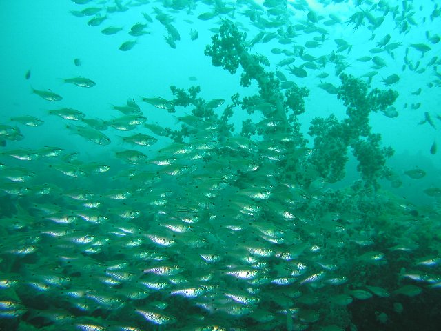 ���ɓ��E��c�̊C�E�l���u�c�_�C�̌Q��