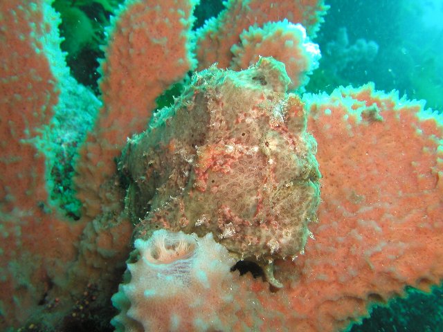 ���ɓ��E��c�̊C�E�I�I�����J�G���A���R�E