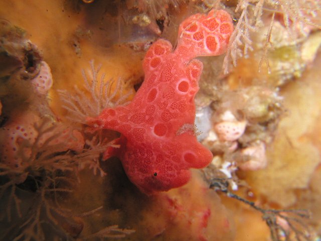 ���ɓ��E��c�̊C�E�I�I�����J�G���A���R�E