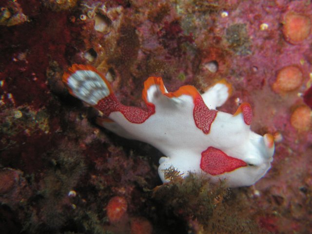 ���ɓ��E��c�̊C�E�N�}�h���J�G���A���R�E