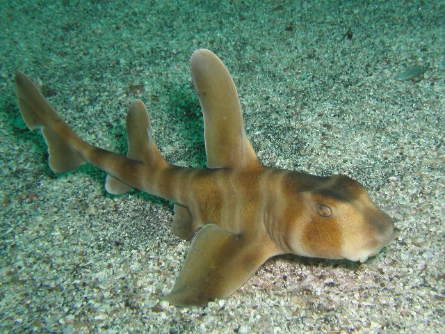 �ɓ��C�m�����̊C�E�l�R�U��