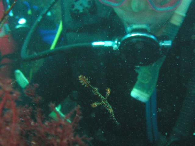 �ɓ��C�m�����̊C�E�j�V�L�t�E���C�E�I