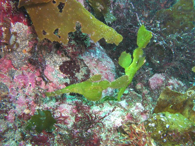 �ɓ��C�m�����̊C�E�J�~�\���E�I