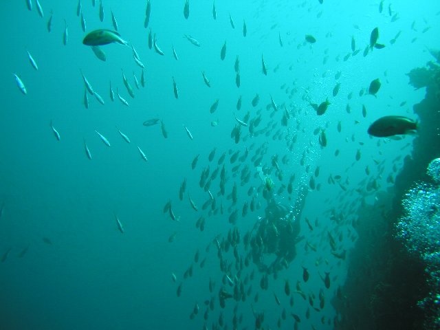 �ɓ��C�m�����̊C�E�Q�̍��t��