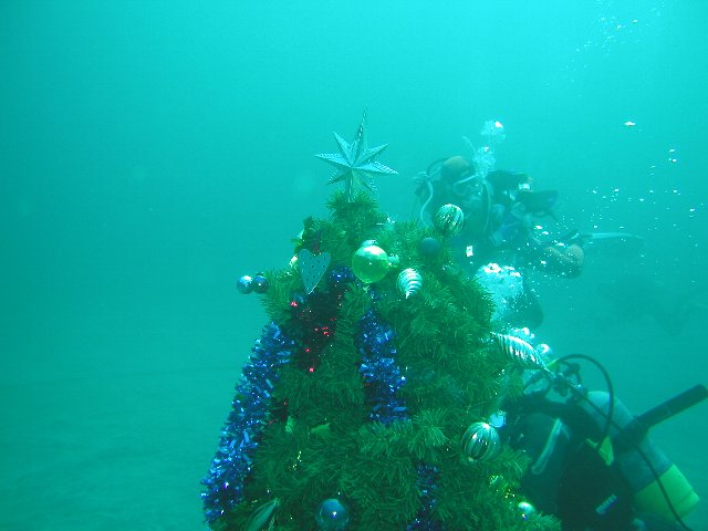 �ɓ��C�m�����̊C�E�����c���[