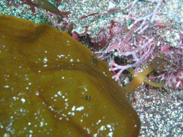 ���ɓ��E��ނ̊C�E�_���S�E�I