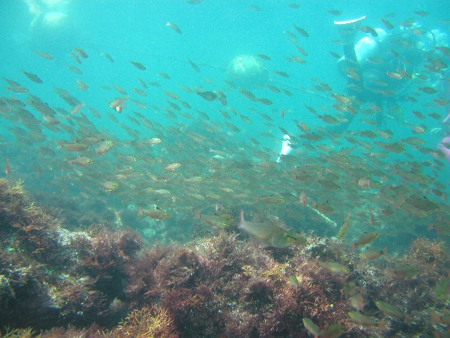 ���ɓ��E��ނ̊C�E�l���u�c�_�C