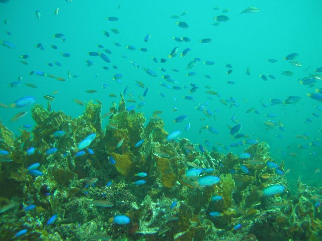 ���ɓ��E��ނ̊C�E�\���X�Y���_�C