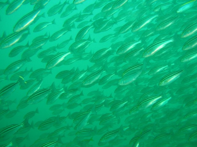 ���ɓ��E��ނ̊C�E�C�T�L�̌Q��