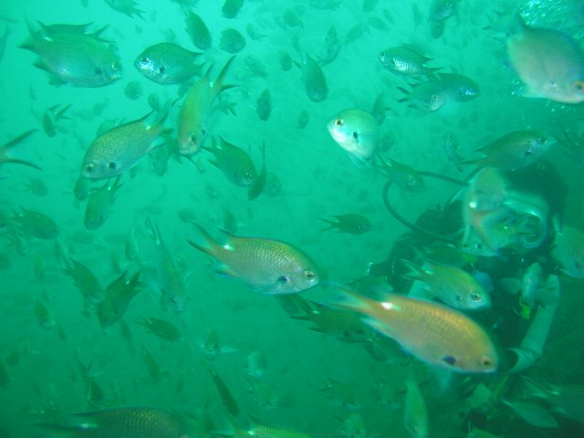 ���ɓ��E��ނ̊C�E�X�Y���_�C�̌Q��