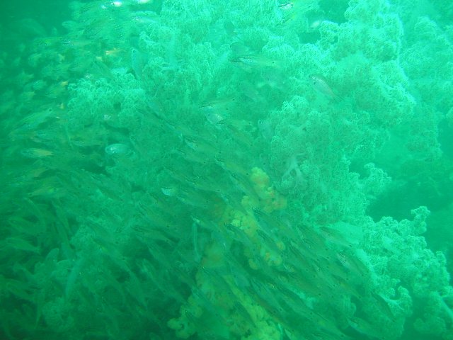 ���ɓ��E��ނ̊C�E�E�~�g�T�J