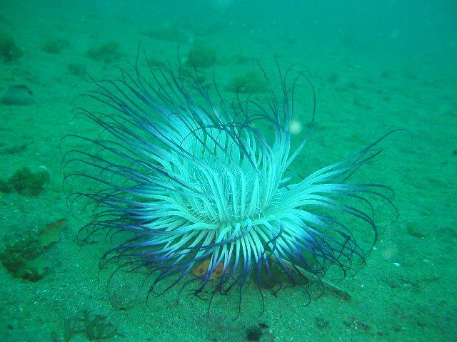 ���ɓ��E�吣��̊C�E�����T�L�n�i�M���`���N