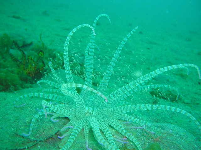 ���ɓ��E�吣��̊C�E���C�\�M���`���N