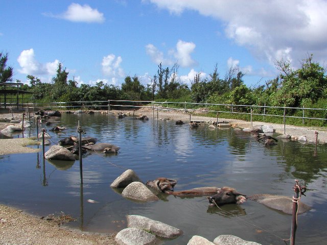 ���\�R�z���̋���