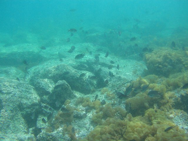 ���ɓ��E�吣��̊C�E�X�Y���_�C�̌Q��