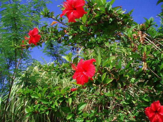 ����̃n�C�r�X�J�X