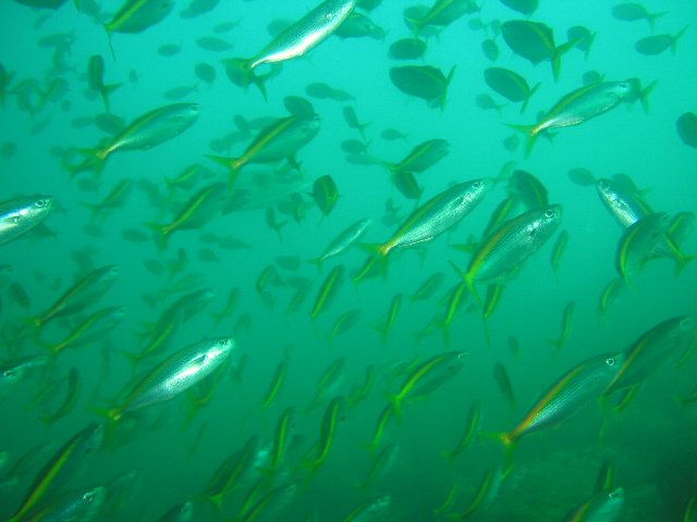 ���ɓ��E�F�����E�^�J�x�̌Q��