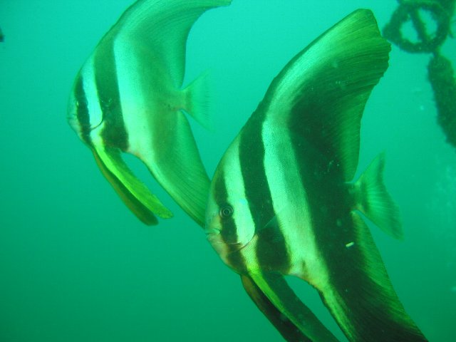 ���ɓ��E�F�����E�c�o���E�I