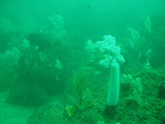 ���ɓ��E�F�����E�\�t�g�R�[����