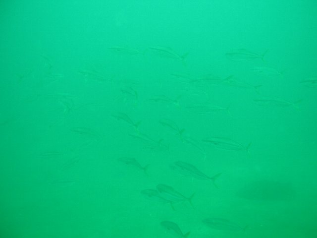 ���ɓ��E�F�����E��V���̌Q��i�C�i�_�j