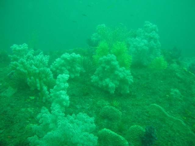 ���ɓ��E�F�����E�\�t�g�R�[����